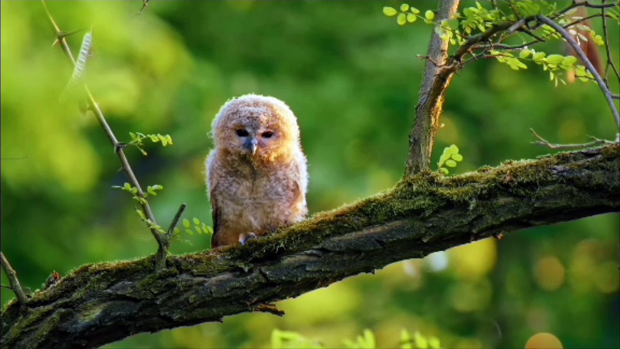 wow very nice birds.