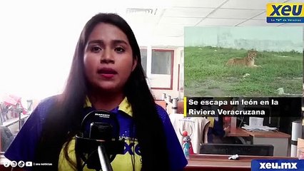 Se escapa un león en la Riviera Veracruzana esta y más información en XEU