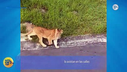 Se escapa león en la Riviera Veracruzana; lo avistan en las calles, reportan