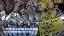 Dwindling Bosphorus fish stocks set alarm bells ringing