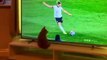 Trending Pet AnimalsFunny Fail ops Moments Clips #shorts Video #trending #animals #funny #reels