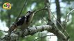 Beautiful birds and animal - Wildlife on jungle  #03