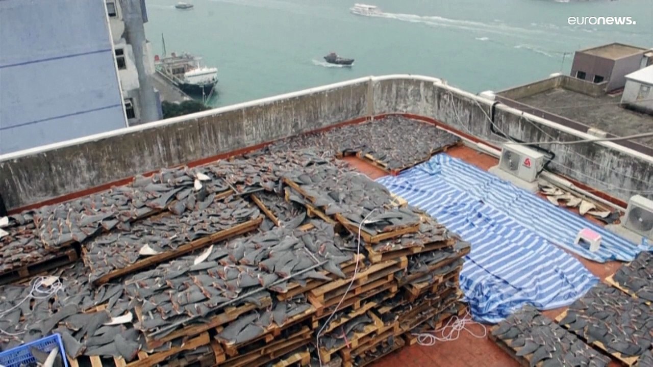 International authorities take 'historic' step to curb shark fin trafficking