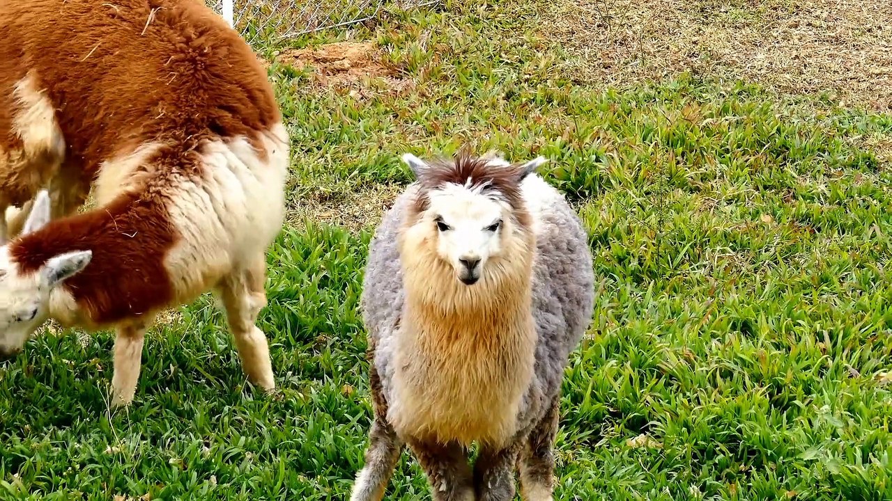 Wild animal cow,chicken,duck,horse,pig,deer,rabbit, top 20 amazing animal