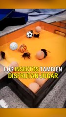 Los insectos también disfrutan jugar