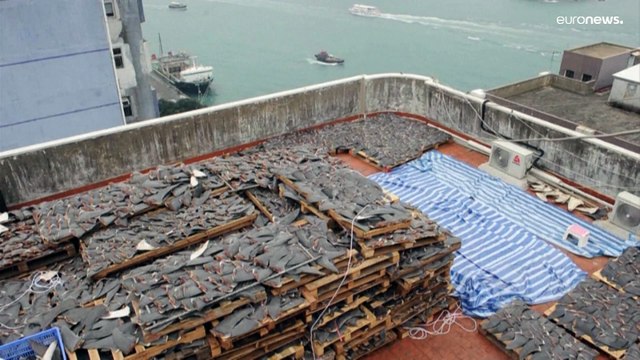 Protection des requins : décision historique au sommet sur les espèces menacées