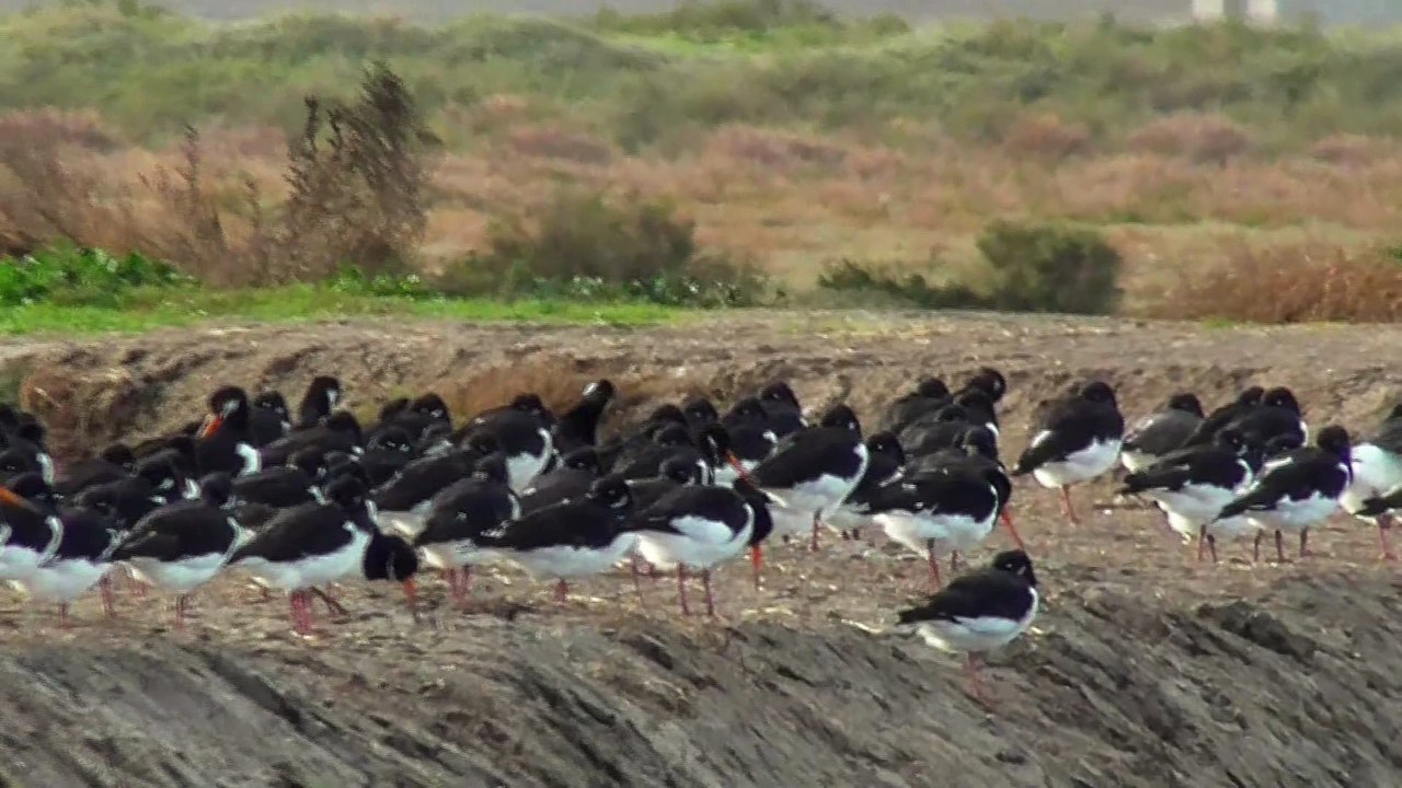Marais salants de Guérande - 20 novembre 2022