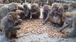 monkey love peanuts __ feeding one box peanuts to hungry monkey __ feeding monkey