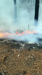 Incêndio atinge o Parque Estadual do Rio Vermelho