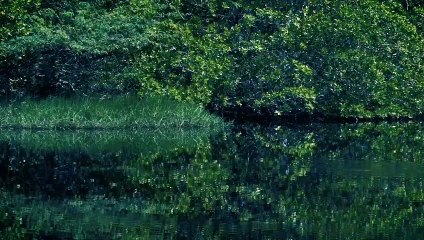 Hutan - mangrove - nan - hijau - mixkit-mangrove-swamp-with-green-nature-1928-medium