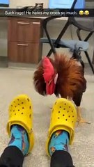Rooster Fights Yellow Crocs