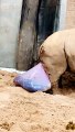 Southern White Rhino Gives Birth to Baby Morag