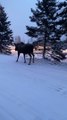 Moose Blocks Anchorage Traffic