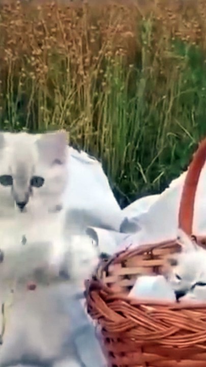 cute kitten