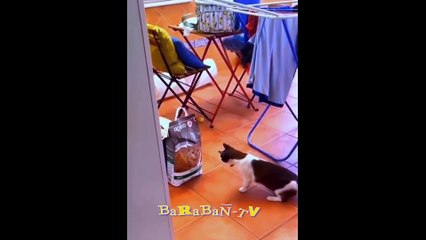 고양이들의 비밀스런 삶!  좋은 분위기를 위한 재미있는 고양이 모음집!