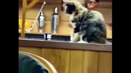 Compilation 2022 Compilation Cute Cute Dog Videos