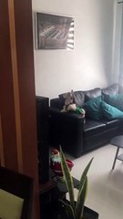 Dancing Doggy Persuades Mom Into A Walk