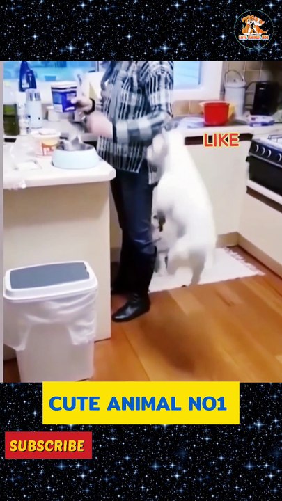 Funny cat jumping 
