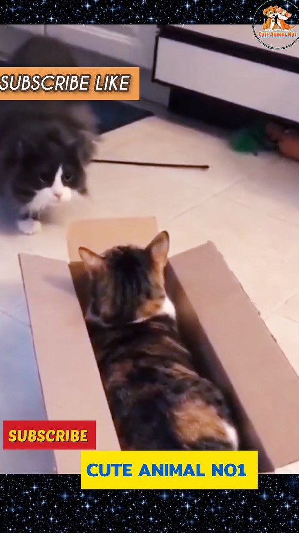 ⁣Funny cat  cute cat video  cat video  cat shorts