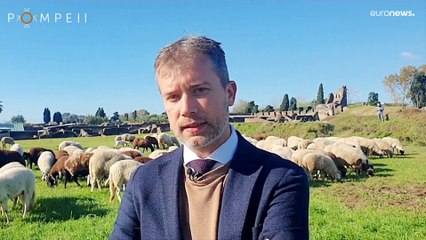 "Ферма Помпеи": Археологический парк нашел экономичный и экологичный способ покоса травы