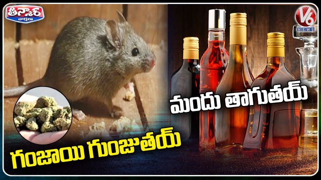 Rats Ate 500 kg Marijuana, Mathura Cops Tell Court _ Uttar Pradesh _ V6 Teenmaar