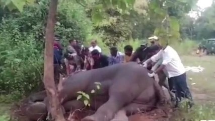 उमरियाः जंगल में चारा खाते ही बेहोश हुए गजराज,मौके पर पहुंची वन विभाग की टीम