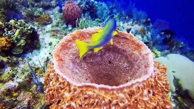 Beautiful Coral Reefs and Undersea Creature