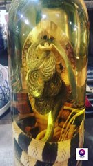 SNAKE से यह बनाई जाती है SNAKE WINE #shorts#video#viralsnake #snake#wine
