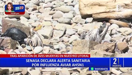 Senasa emite alerta sanitaria por influenza aviar H5N1 tras hallarse aves muertas en Chorrillos