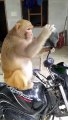 Monkey_Rani_funny_video_#youtubeshorts_#shorts_#monkey(480p)
