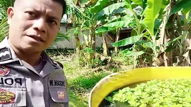 Bhabinkamtibmas Polres Kotabaru Mengembangkan Inovasi Menanam Tanaman Kacang Sacha Inchi (Superfood)