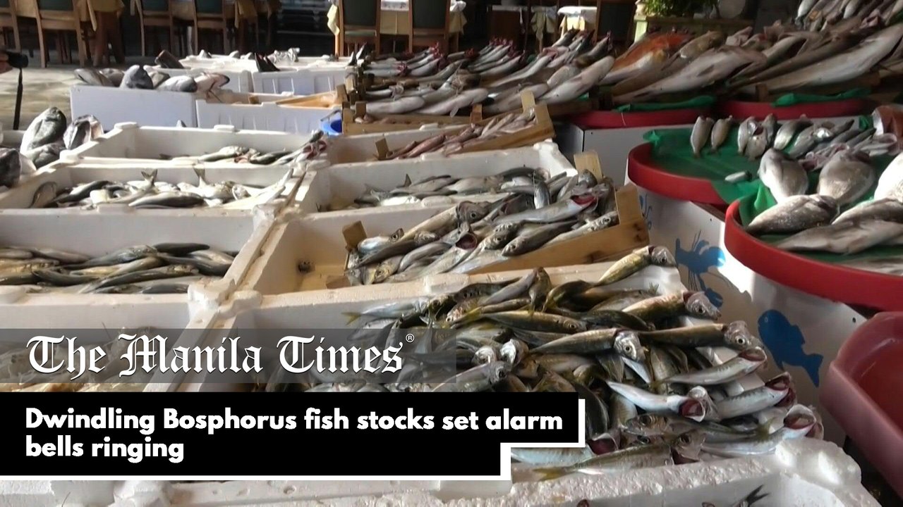 Dwindling Bosphorus fish stocks set alarm bells ringing