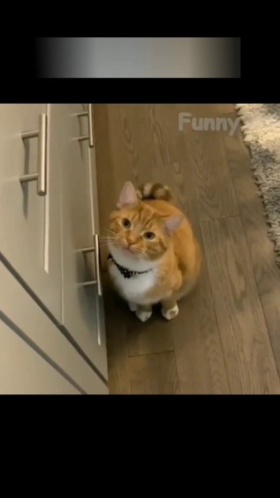 funny animal| funny dog | funny cat