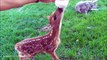 Cutest Baby Deer Fawn Jumping Hopping 34