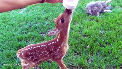 Cutest Baby Deer Fawn Jumping Hopping 34