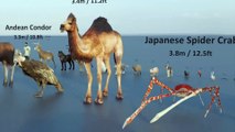 Comparison of animal sizes, 3d animations, and actual scales