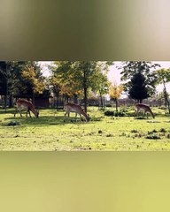 wildlife of  deer 35