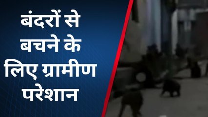 उन्नाव: बंदरों के आतंक से परेशान, आइजीआरएस पर शिकायत, नहीं हुई सुनवाई