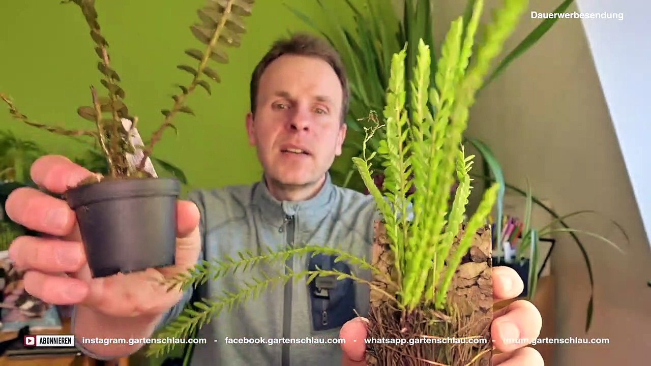 Appendicula und Neobenthamia Orchideen aus Asien und Afrika - Keine 08_15 Orchideen