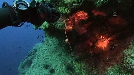 Hatay mutfağının yeni lezzeti Aslan balığı