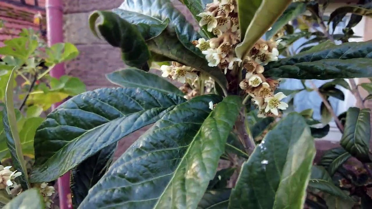 Wollmispel, Erdbeerbaum & Ananasguave __ Update 14.11.2022