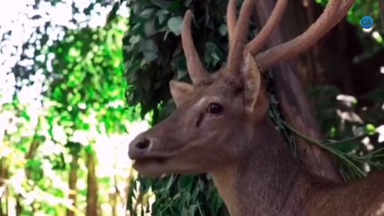Baby deer video, animals 36
