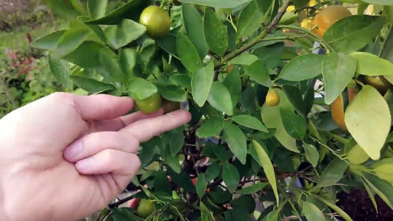 Limette nach Frostschaden erste Blütenknospen __ Zitruspflanzen 12.11.2022