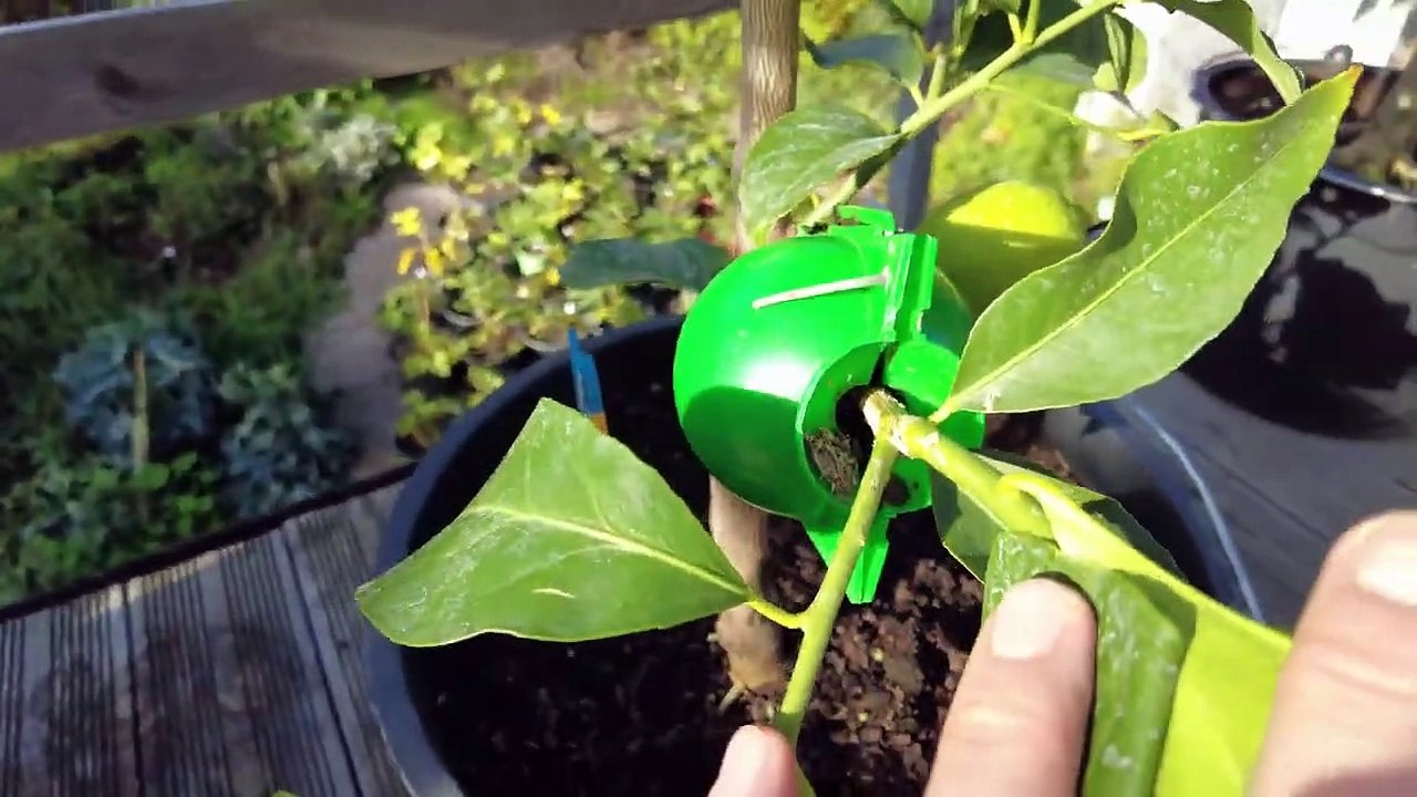 Citrus limon 'Eureka' __ Zitruspflanzen Rundgang 18.10.2022