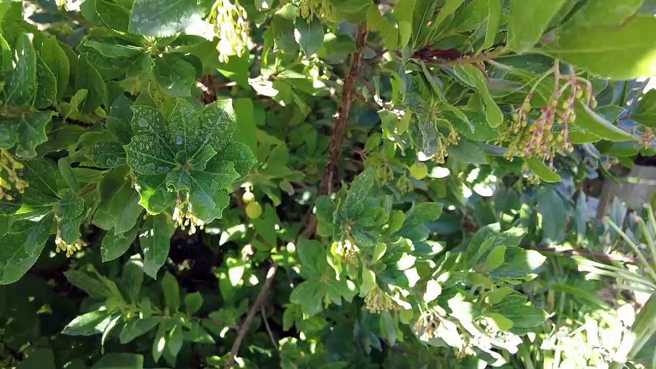 Exoten im Garten  _ Erdbeerbaum - Arbutus unedo - Die zweite Blüte _ Gartenschlau.com