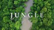 Jungle | Nature | Forest | Jungle Background No Copyright | Jungle Free Stock | Free Video Footage