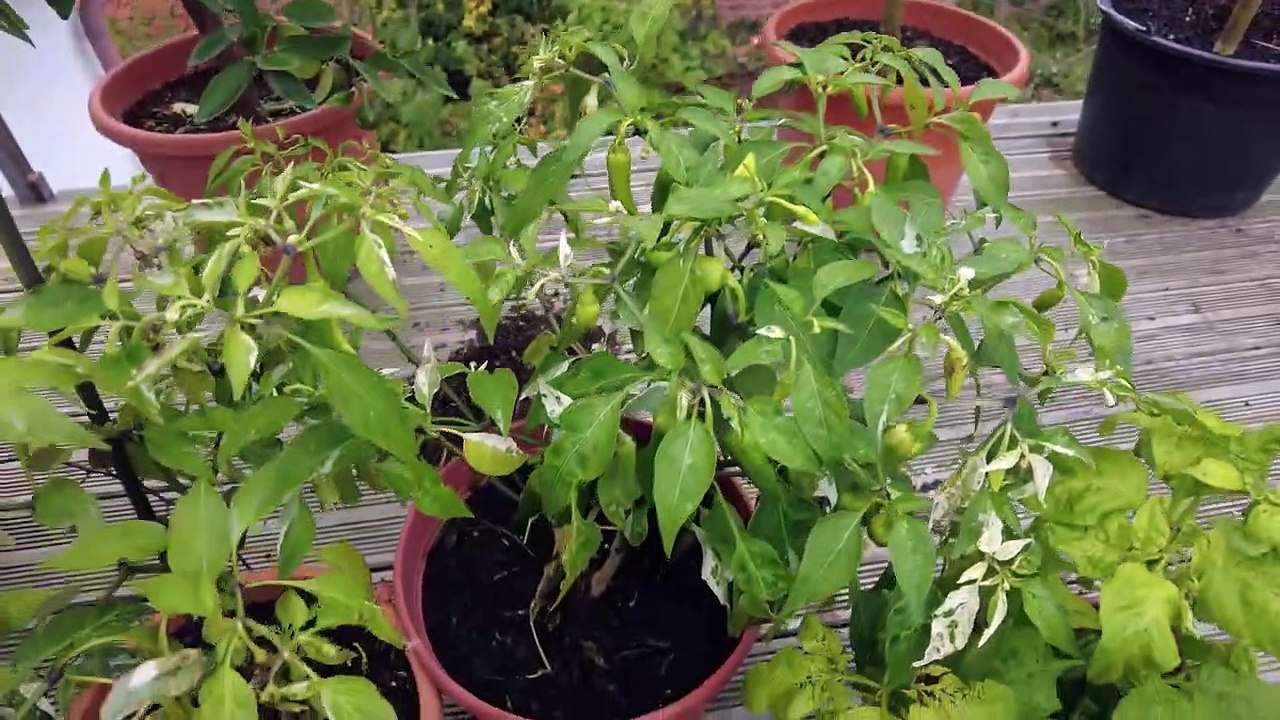 Noch wachsen sie - Chili Rundgang 13.10.2022