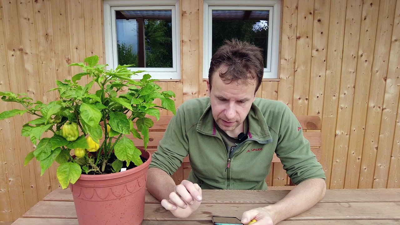 Wie schmeckt die Habanero Chili 'White Giant'_ - Chili Tasting 2022