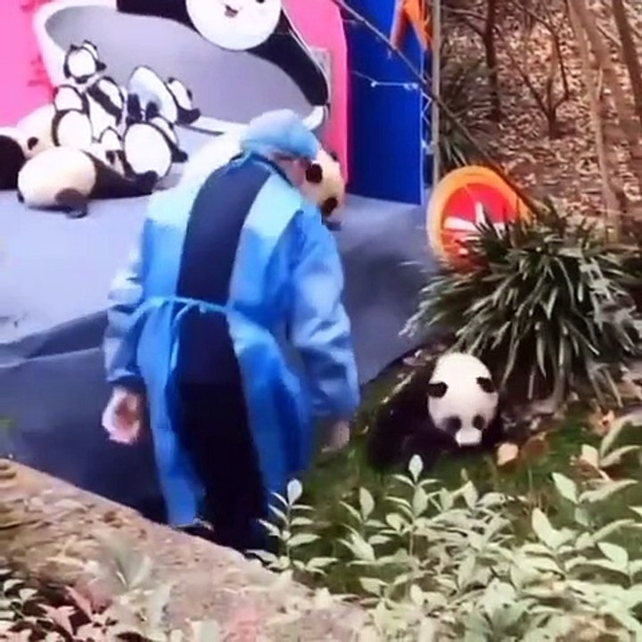 funny-panda-video-dailymotion