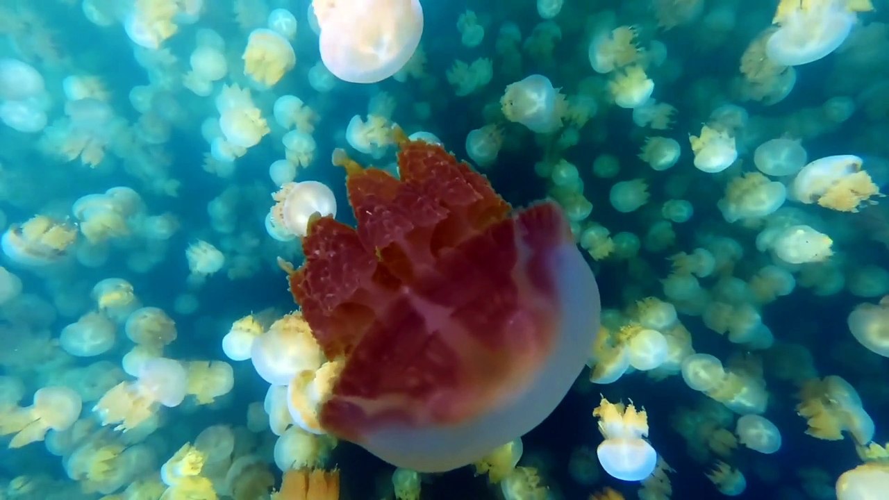 Lake Jellyfish